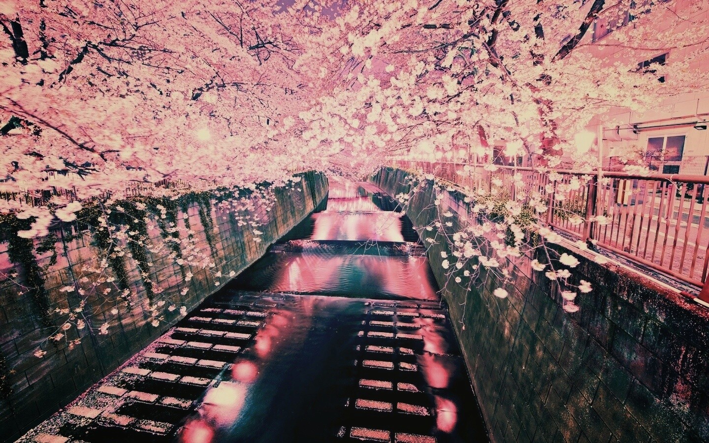 Река и цветение сакуры обои