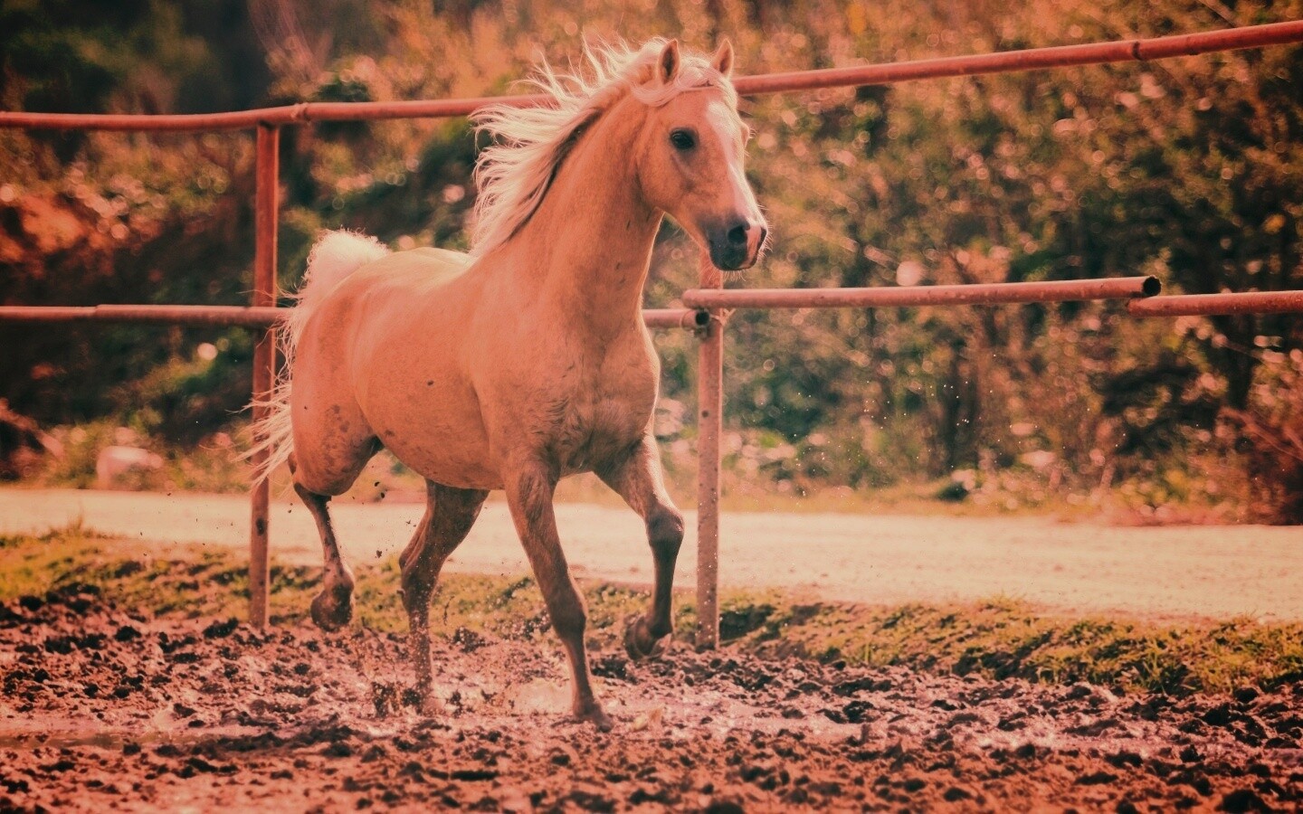 Молодая лошадь в загоне обои
