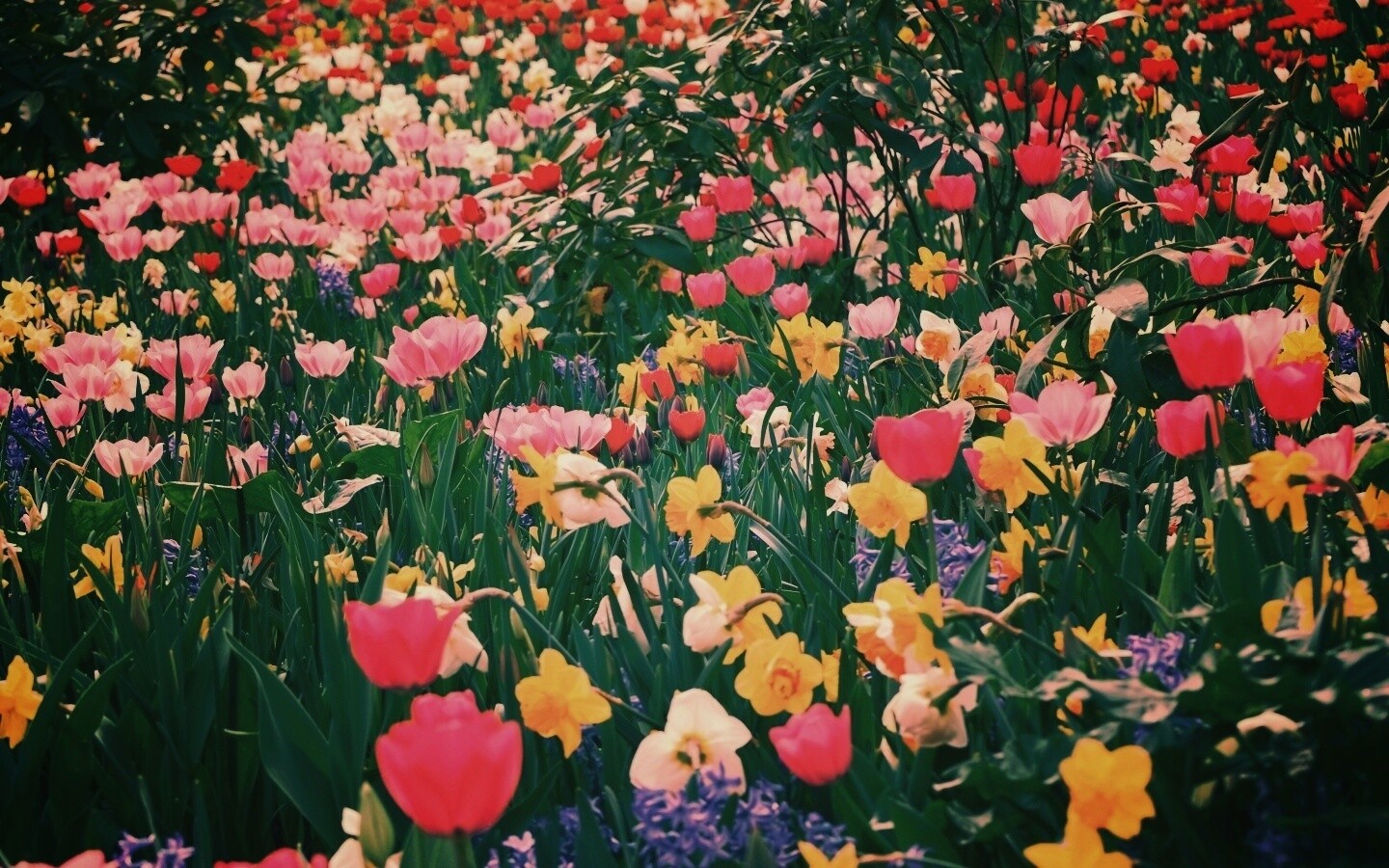 Поляна со множеством цветов обои