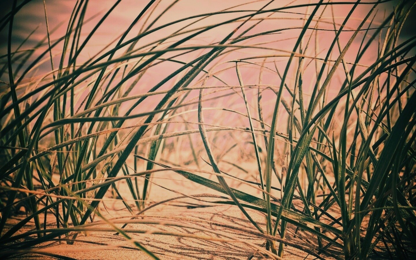 Трава на песке обои