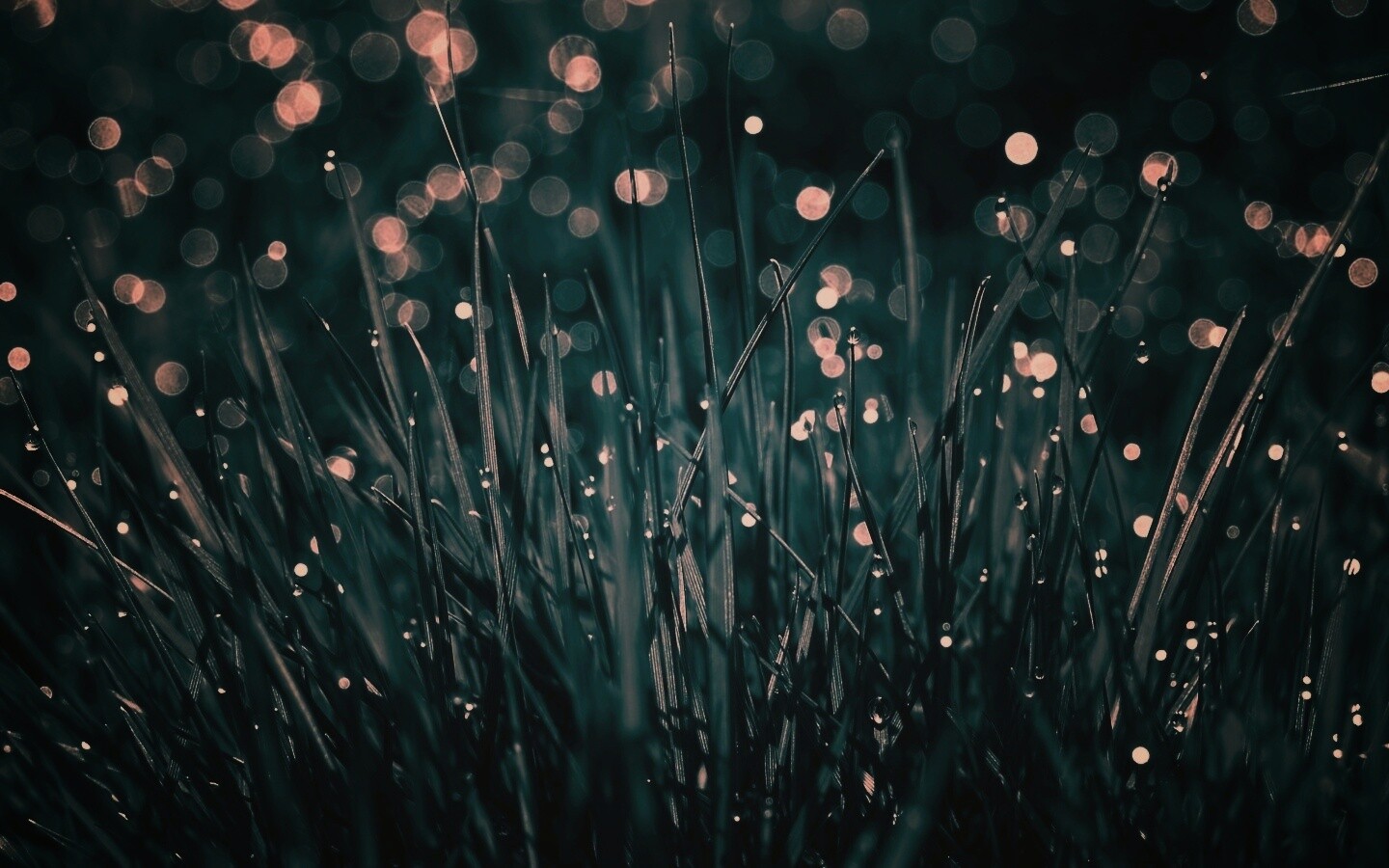 Трава ночью обои