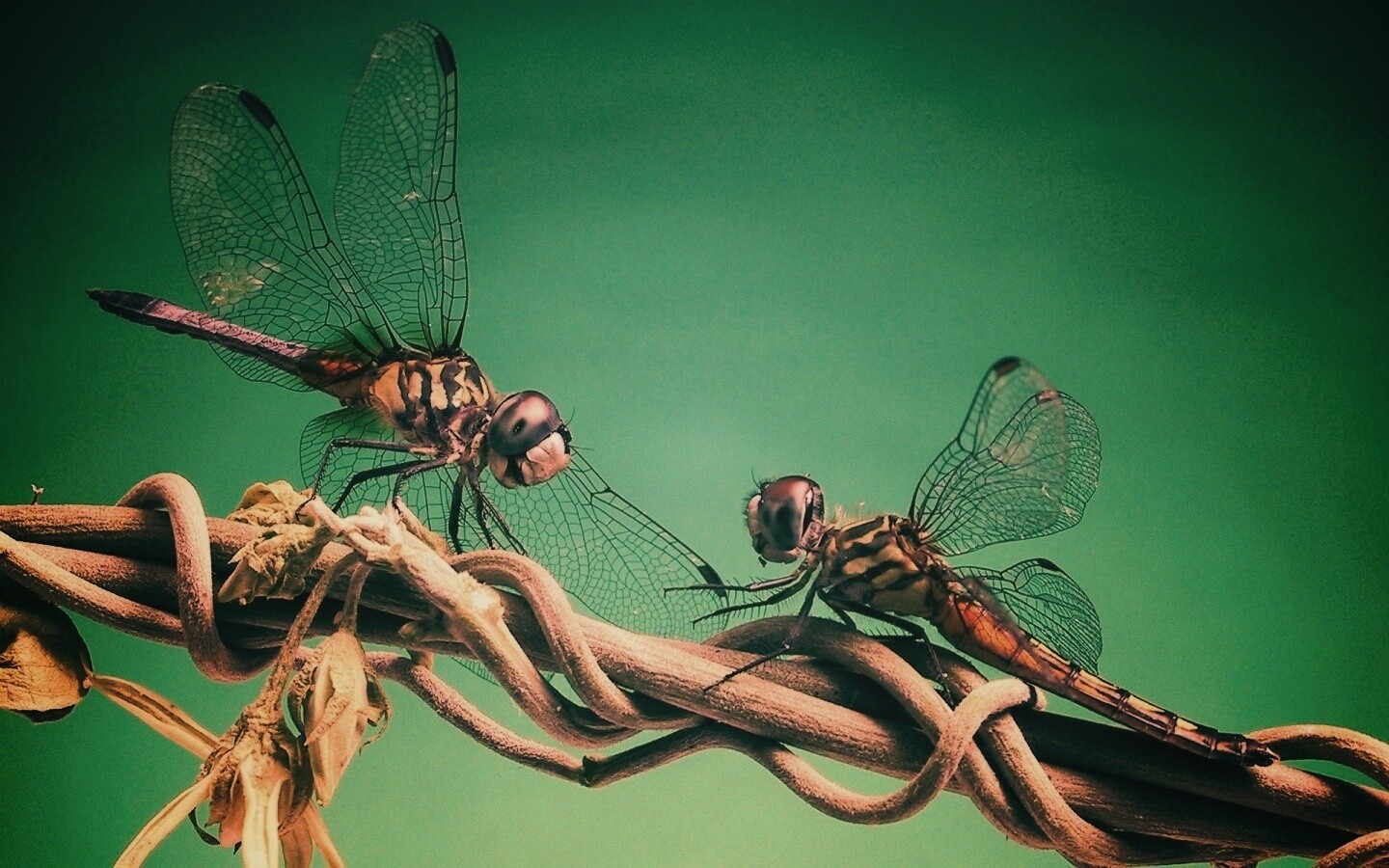 Две стрекозы обои