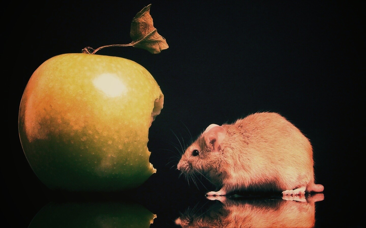 Мышь надкусила яблоко обои
