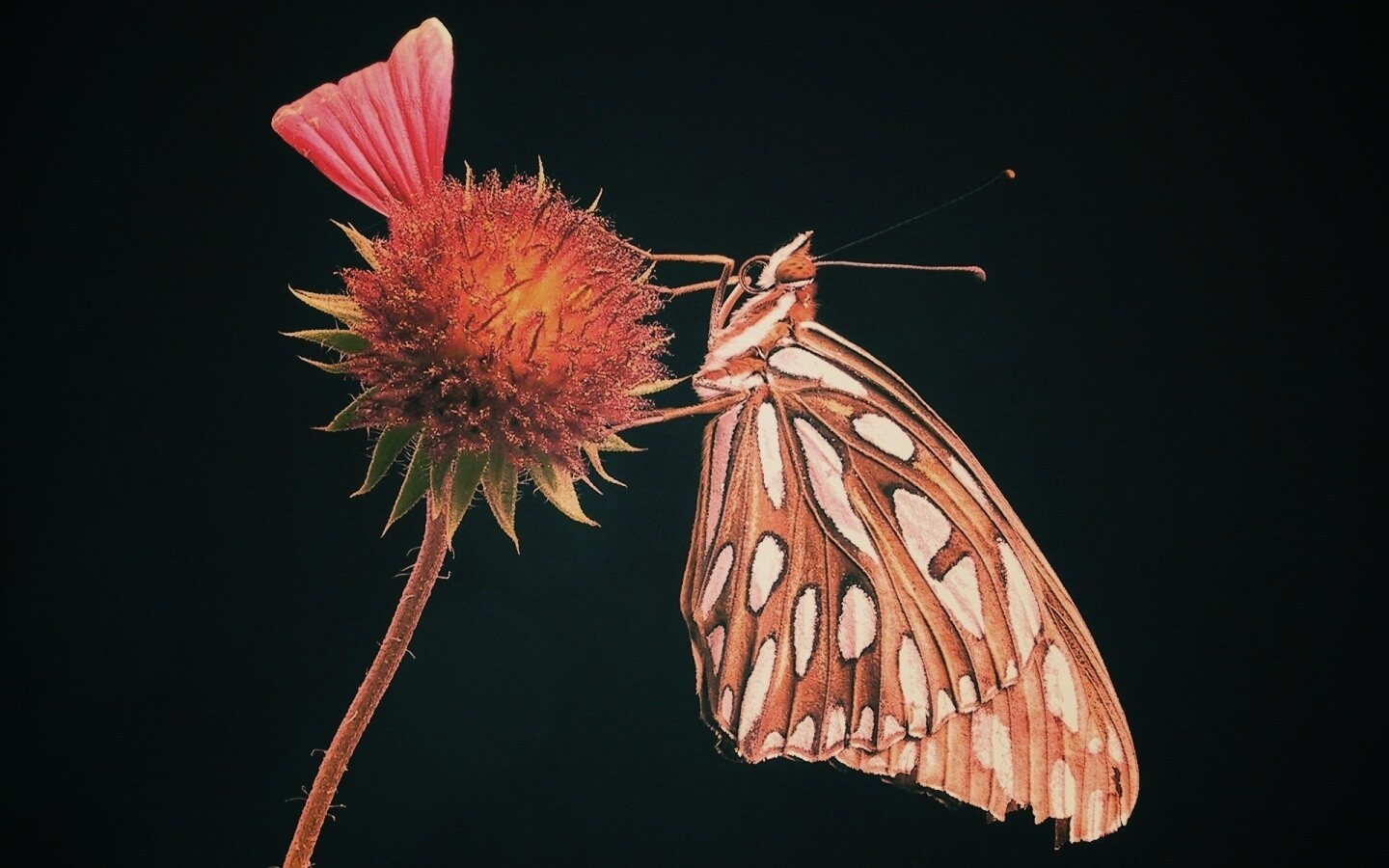 Бабочка на цветке обои