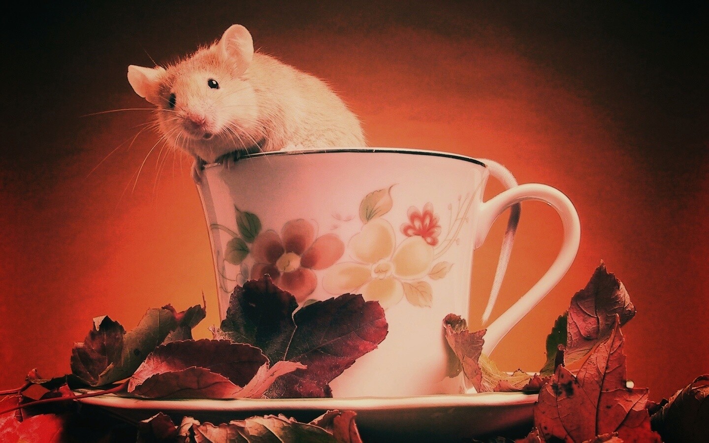Мышонок выбирается из чашки обои