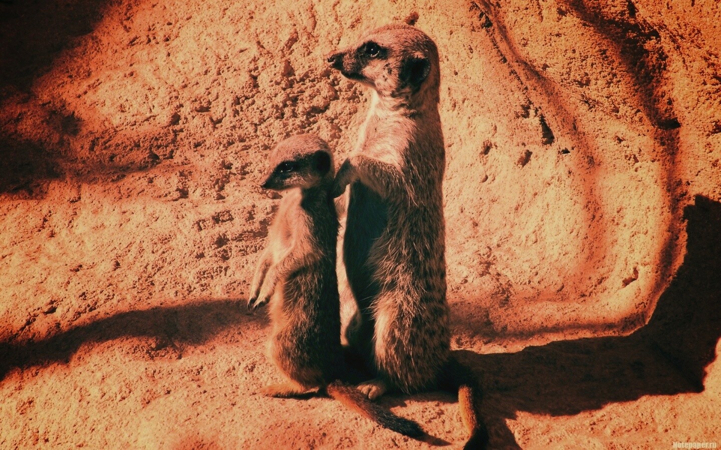 Сурикаты на страже отчизны обои
