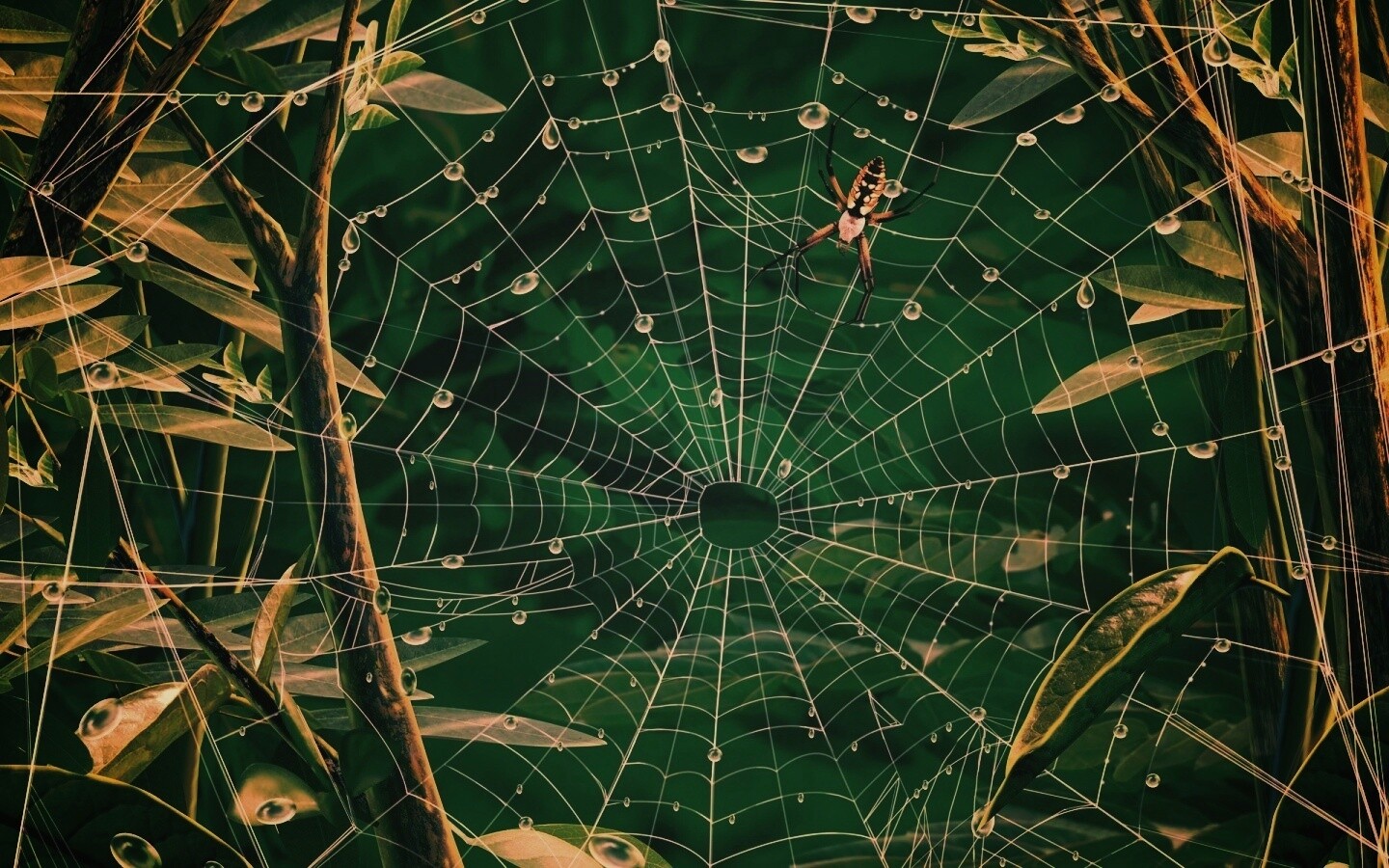Паутина и паук обои