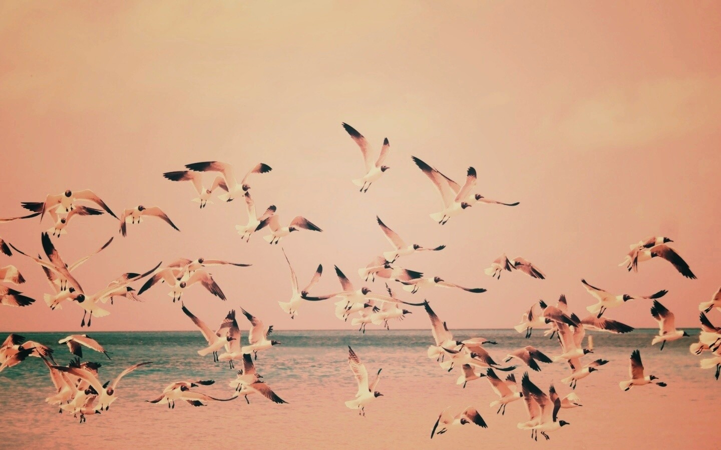 Стая взлетающих чаек обои