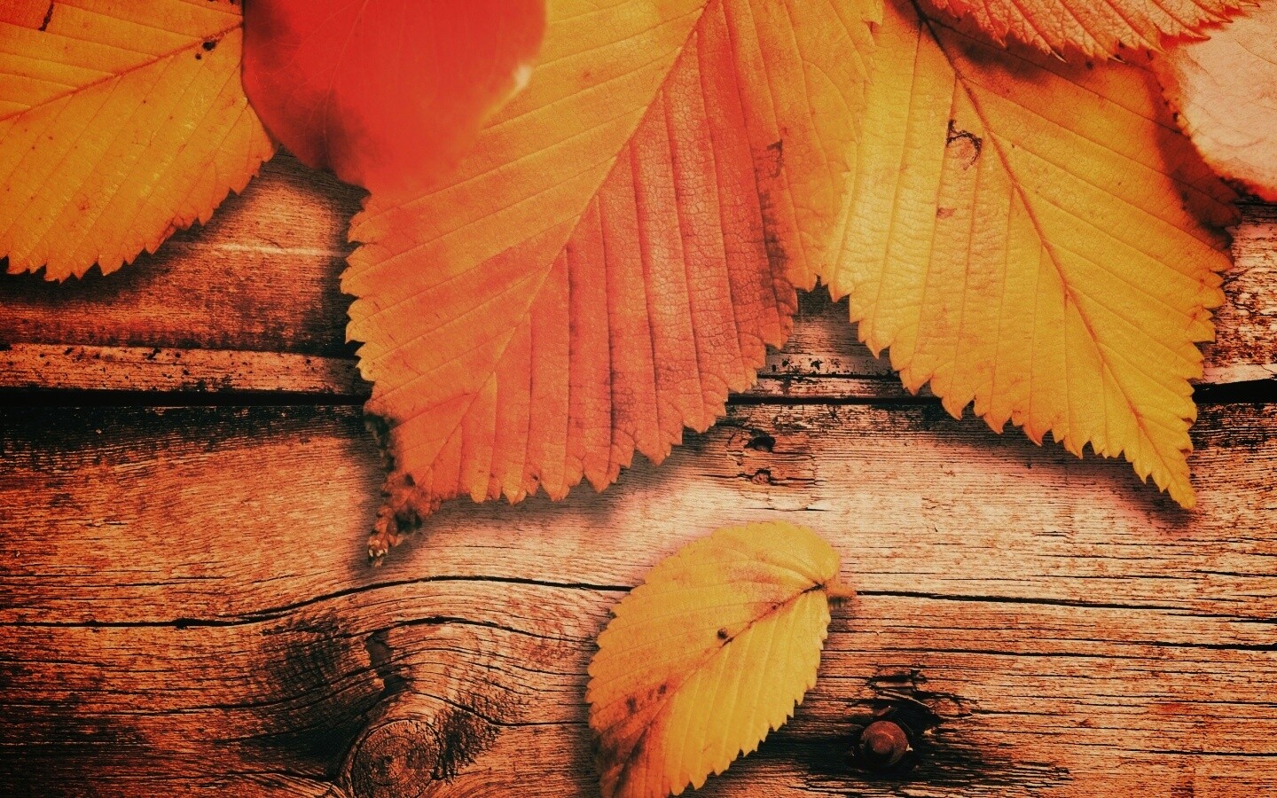 Красиво разложенные листья обои