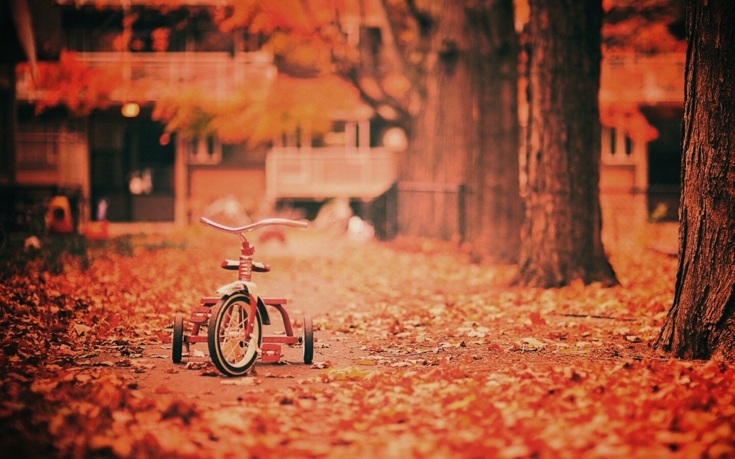 Трёхколёсный друг на осенней дорожке обои