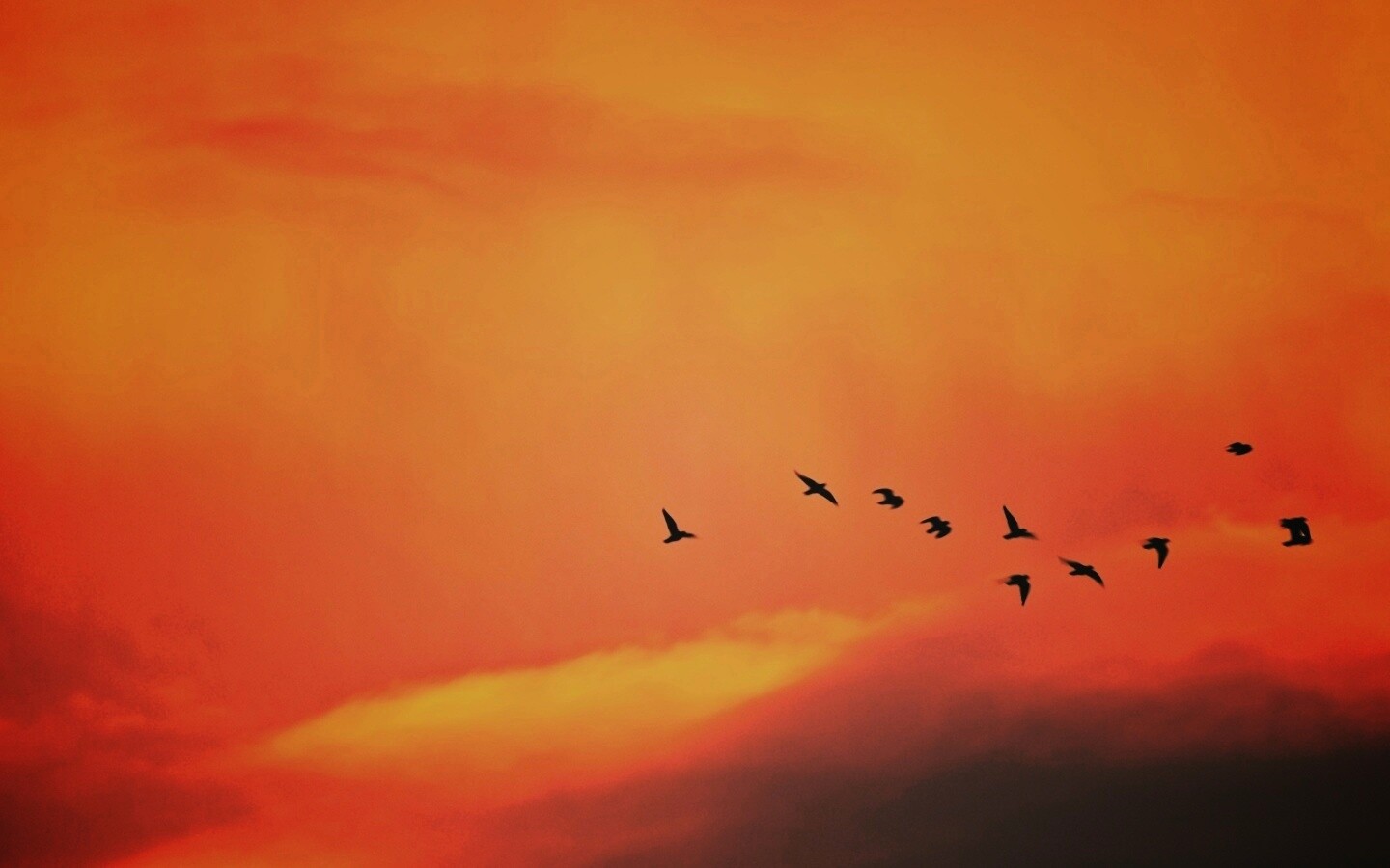 Птицы летят в закатном небе обои