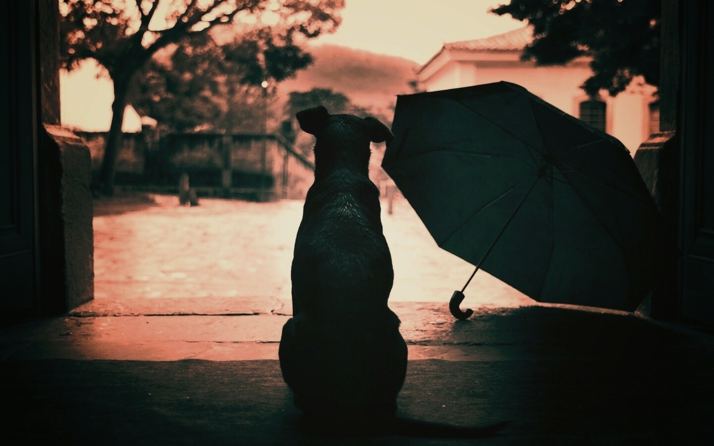 Собака и зонтик обои