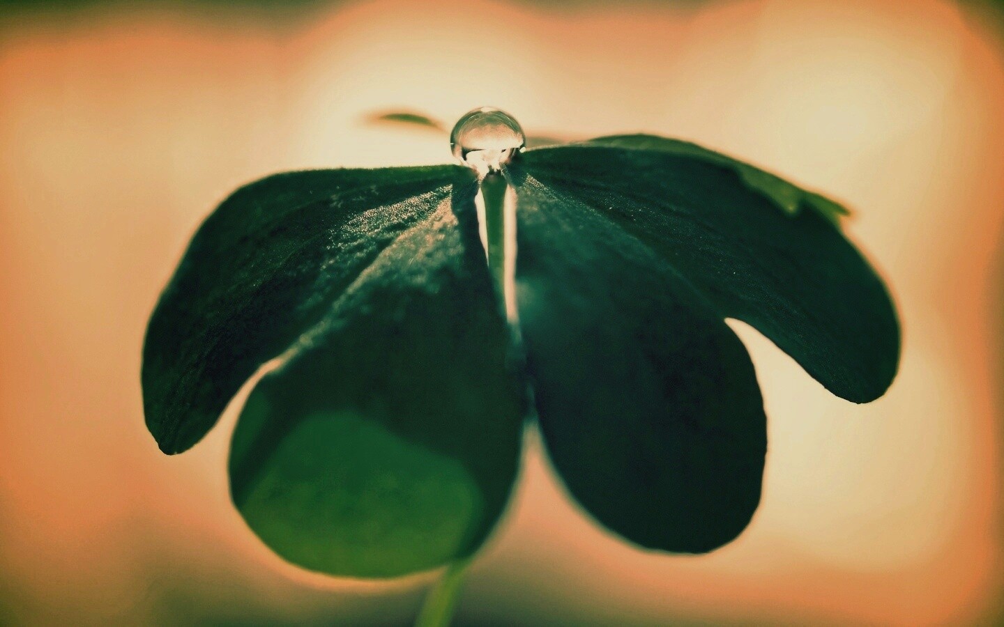 Зеленые листики и капелька воды обои