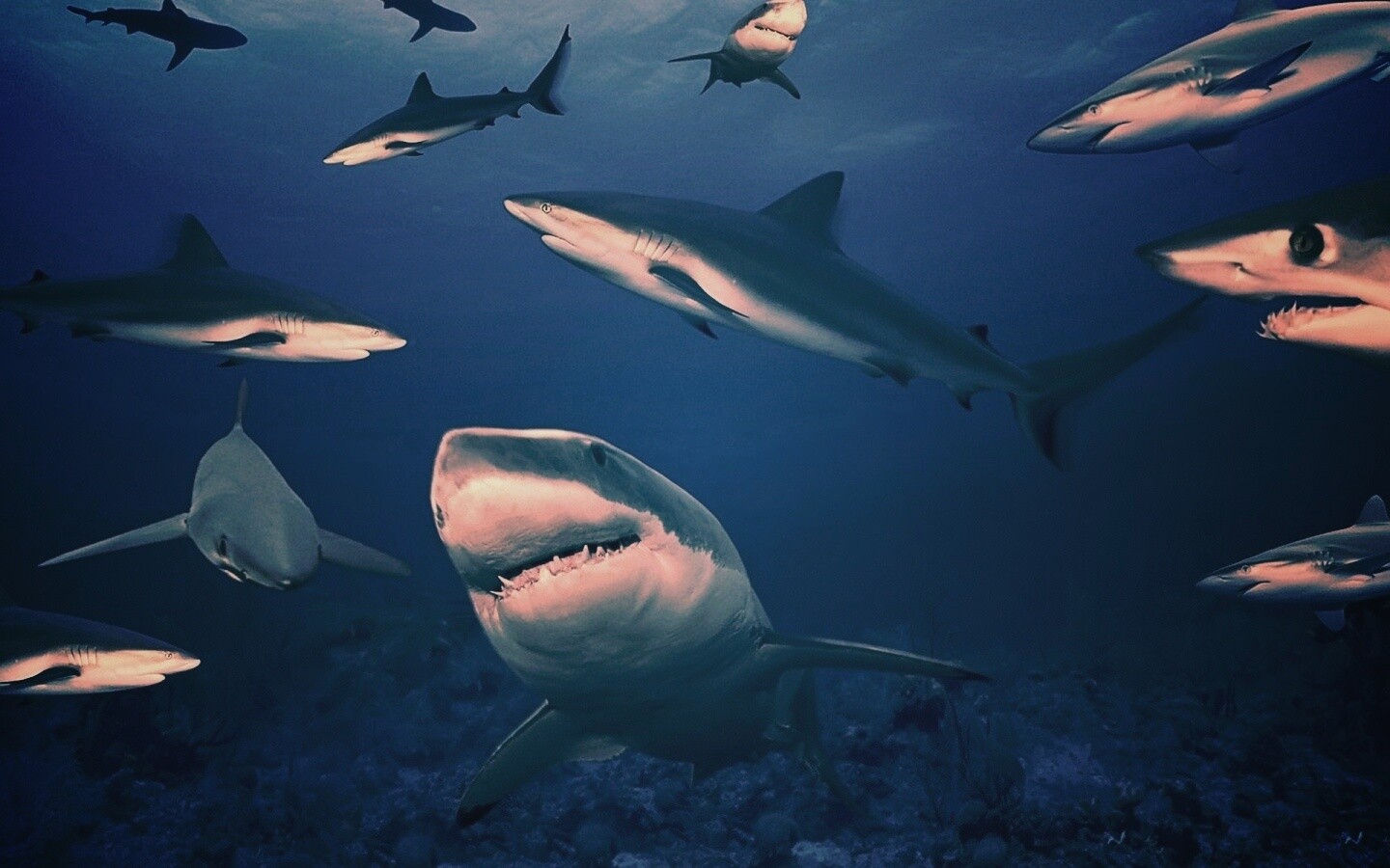 Стая акул обои