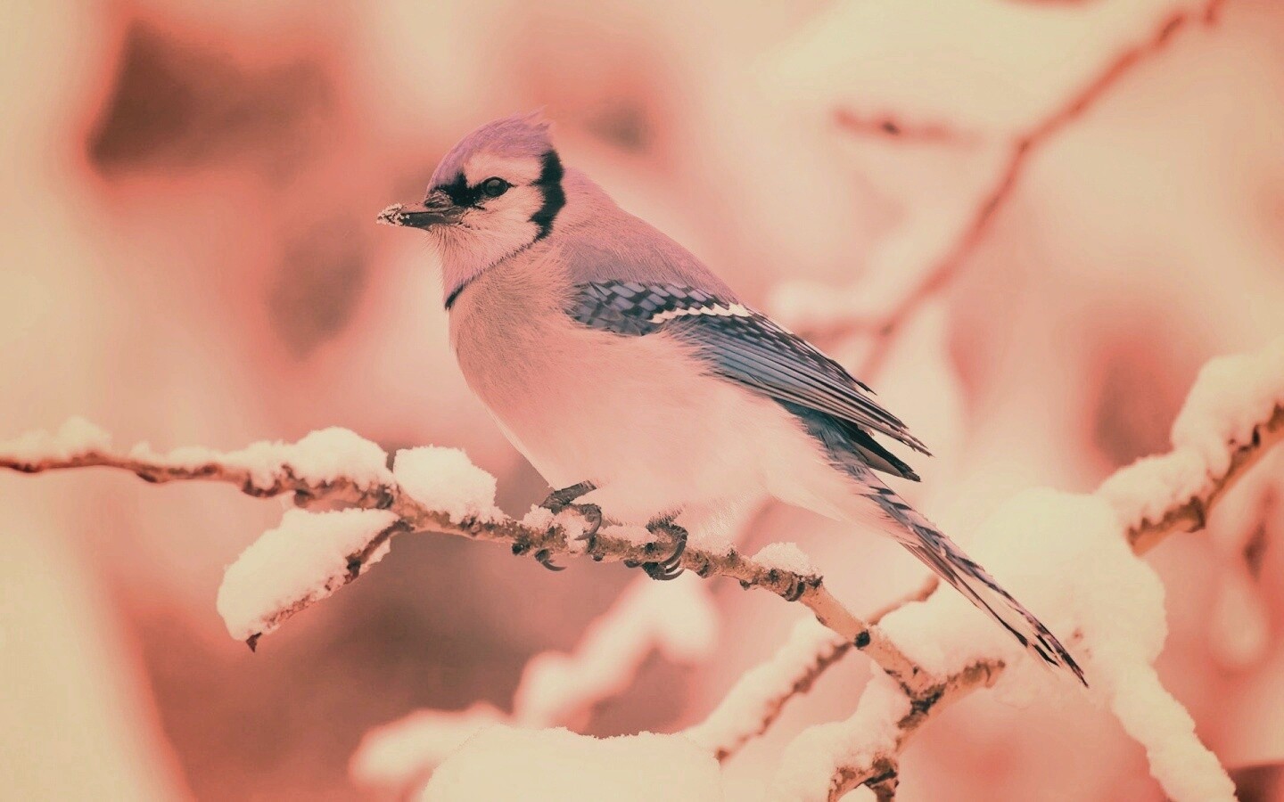 Маленькая синяя птичка обои
