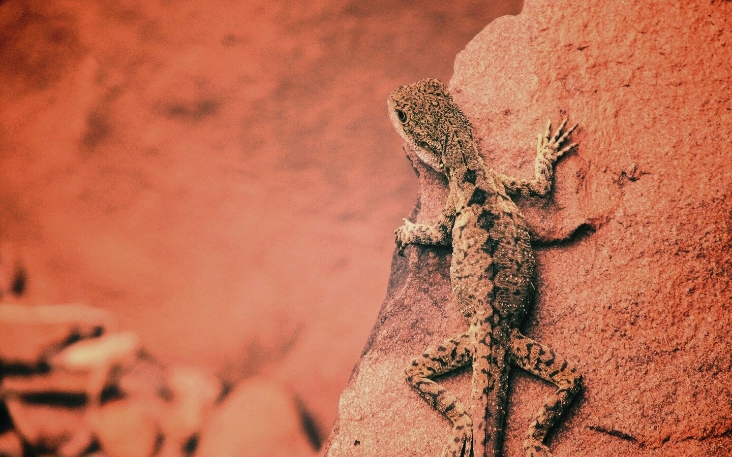 Ящерица на камне обои