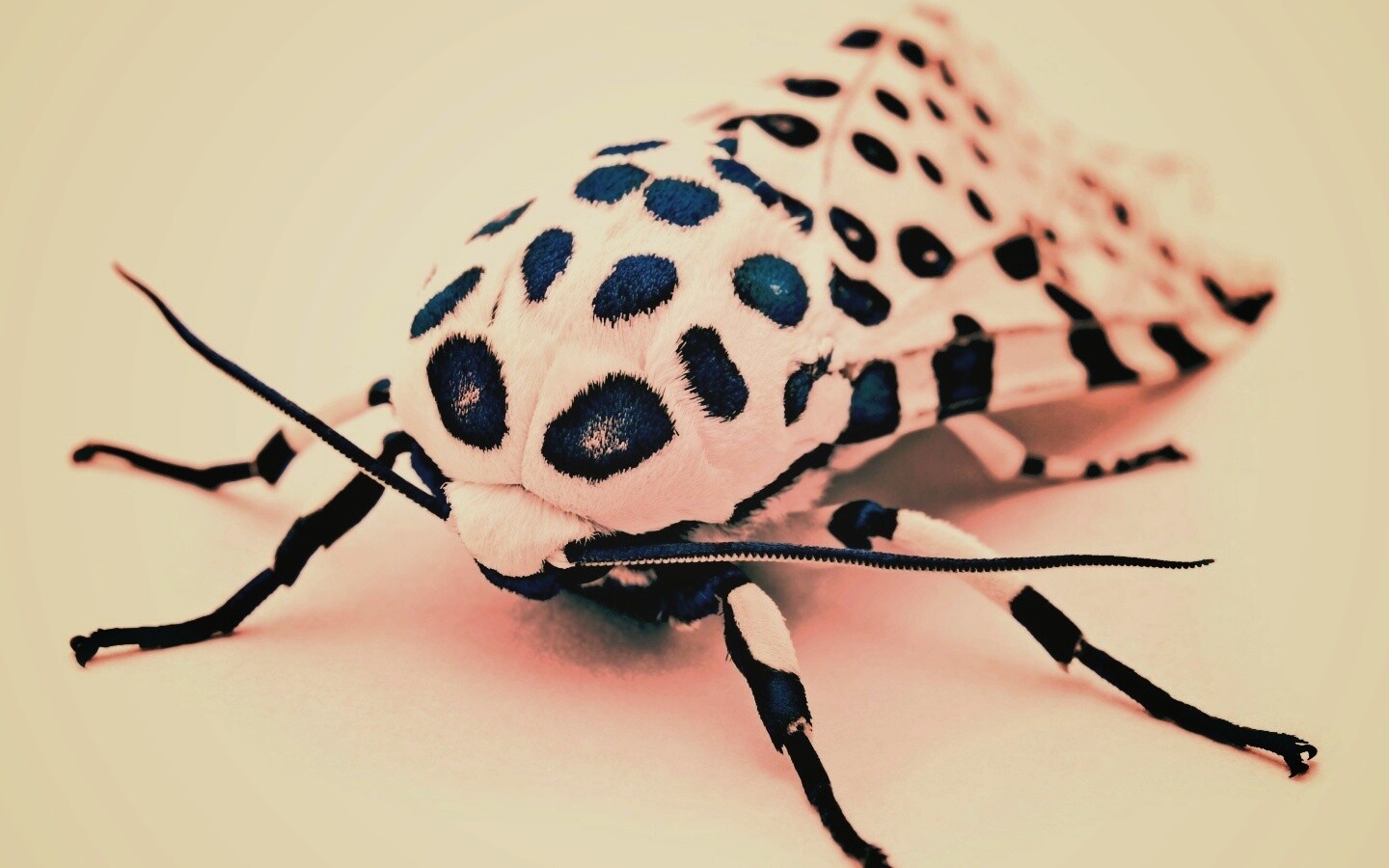 Пятнистая бабочка обои