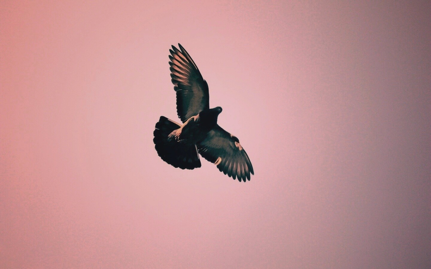 Голубь в полёте обои