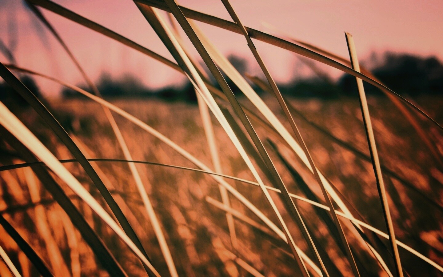 Желтая трава обои