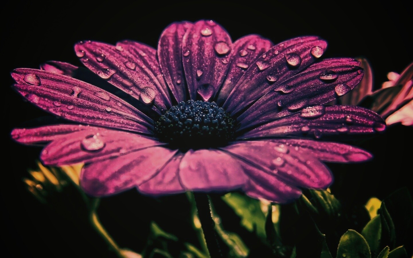Мокрый от росы фиолетовый цветок обои