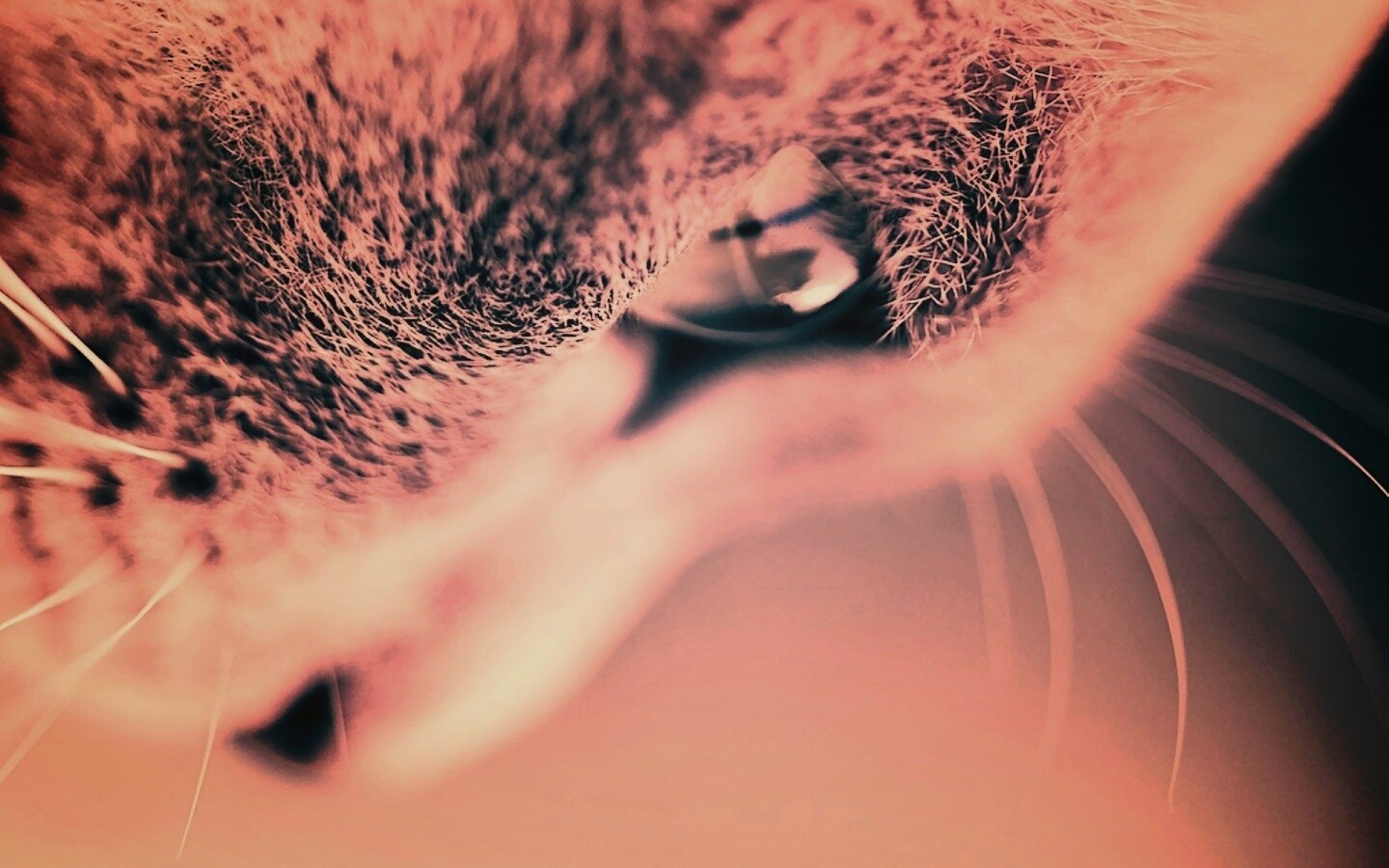 Макро фото мордашки кота обои