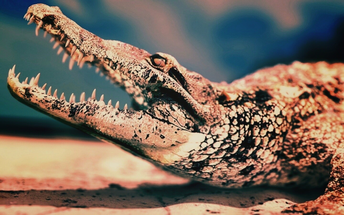 Крокодил разинул пасть обои