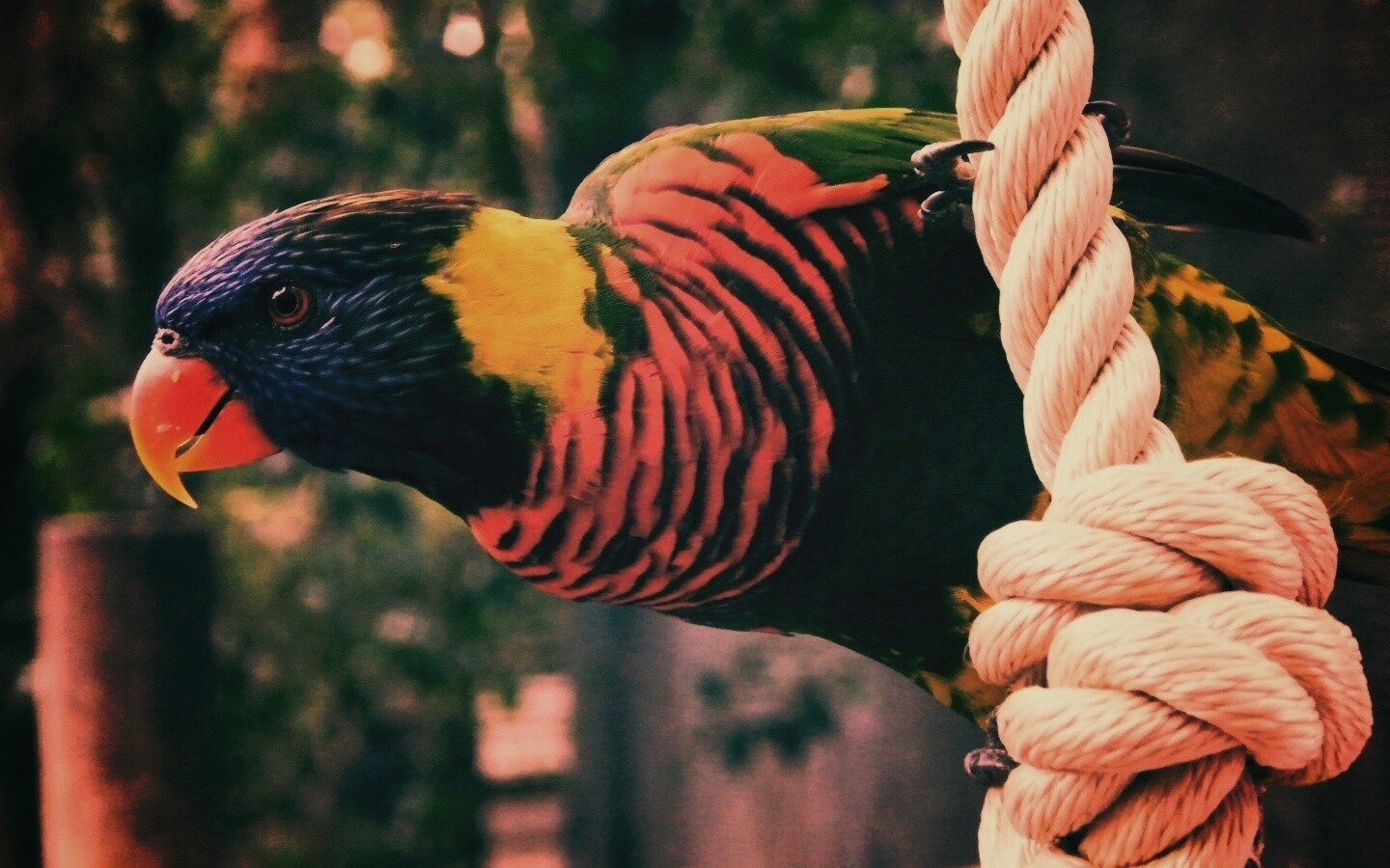 Попугай на канате обои