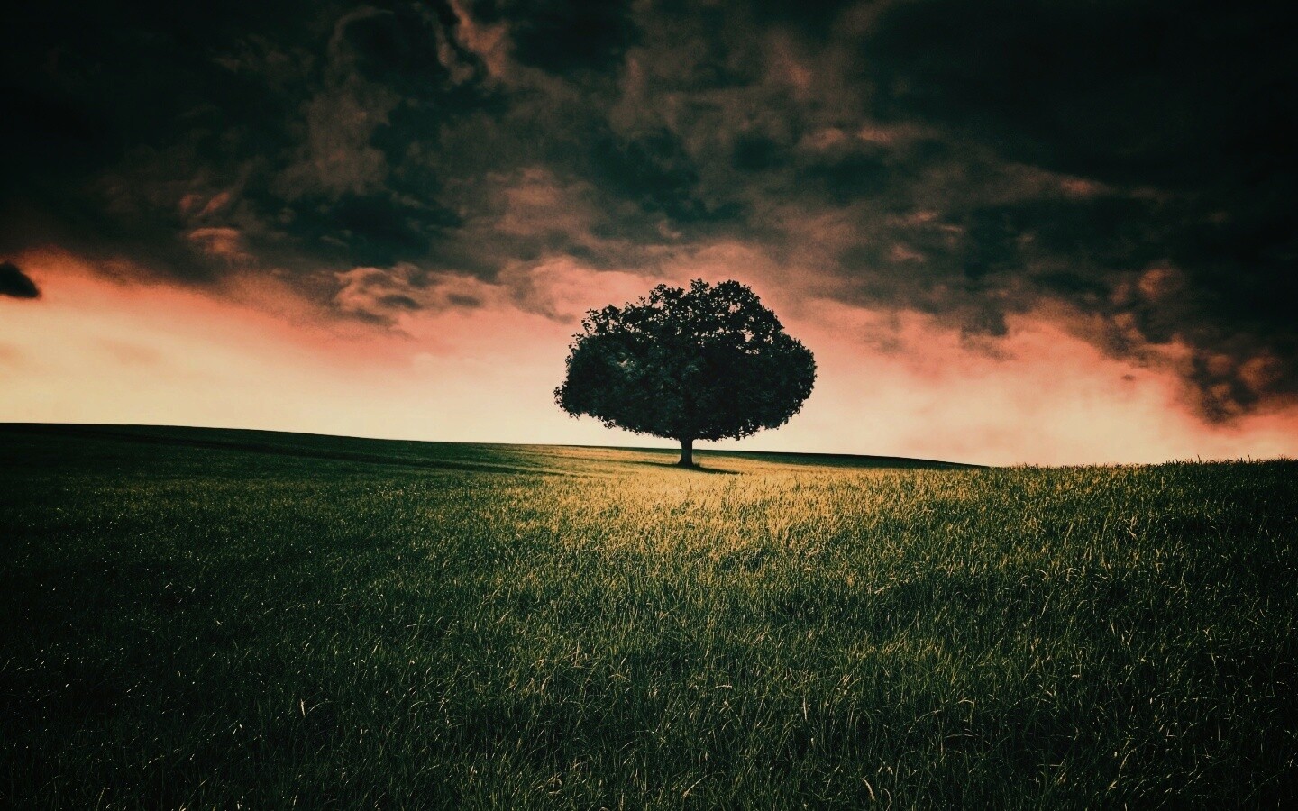 Одинокое дерево под грозовым небом обои