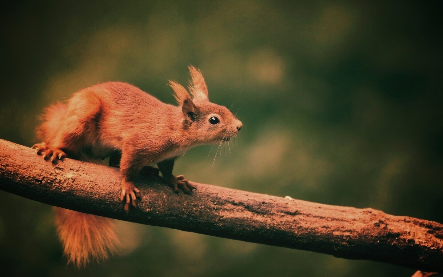 Белочка на ветке обои