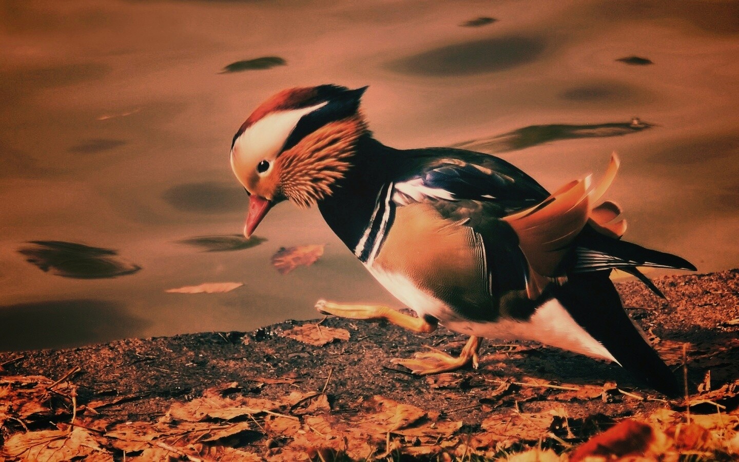 Уточка - мандаринка обои