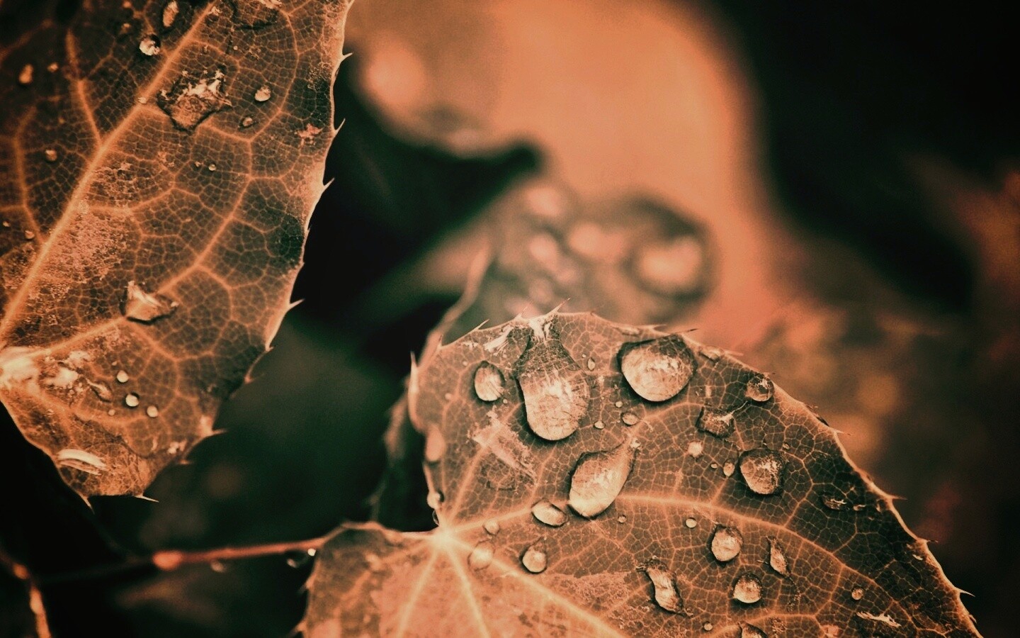 Капельки росы на листьях обои