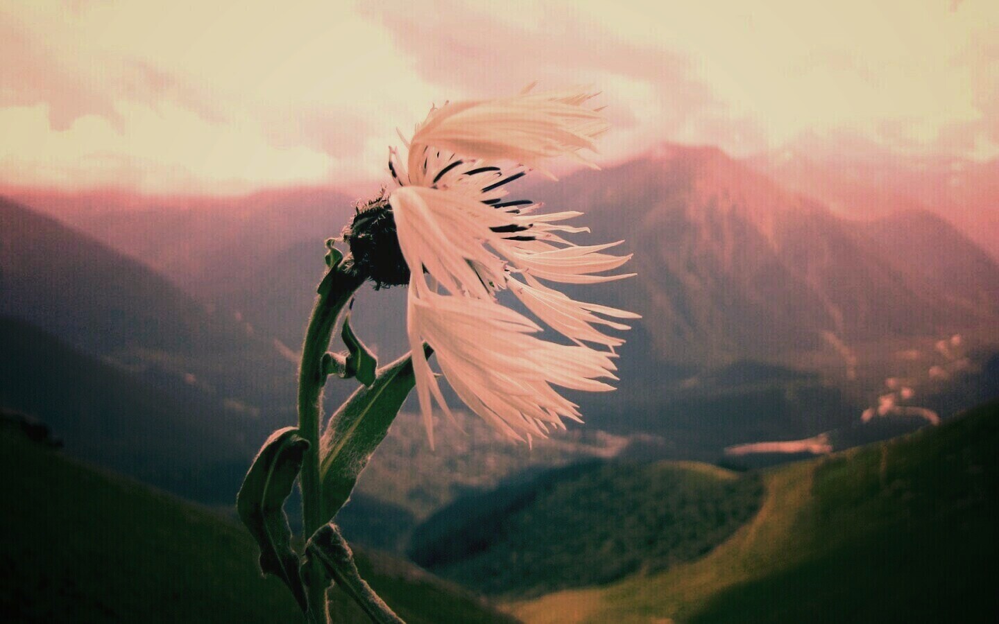 Горный цветок обои