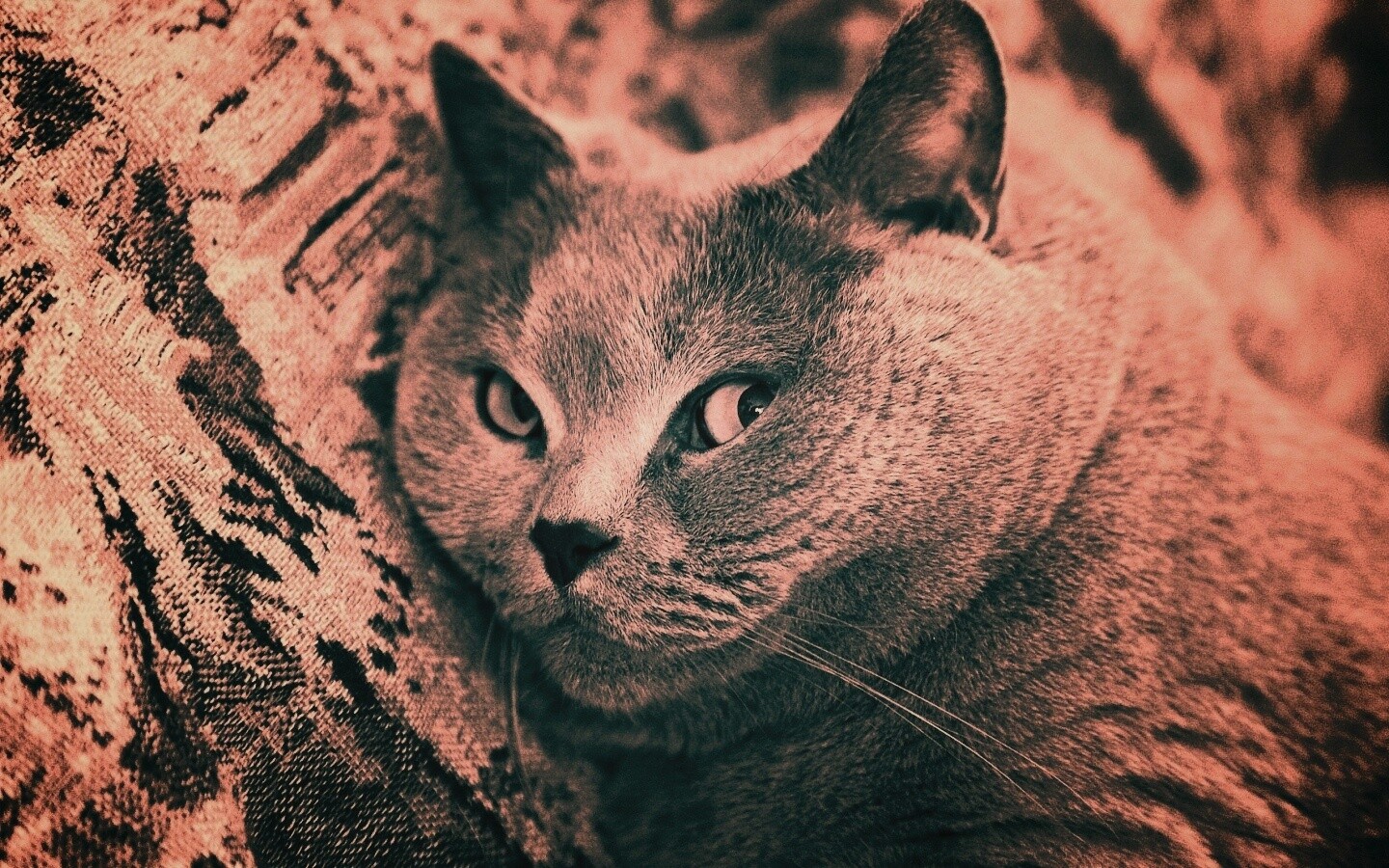 Щекастый британский котик обои