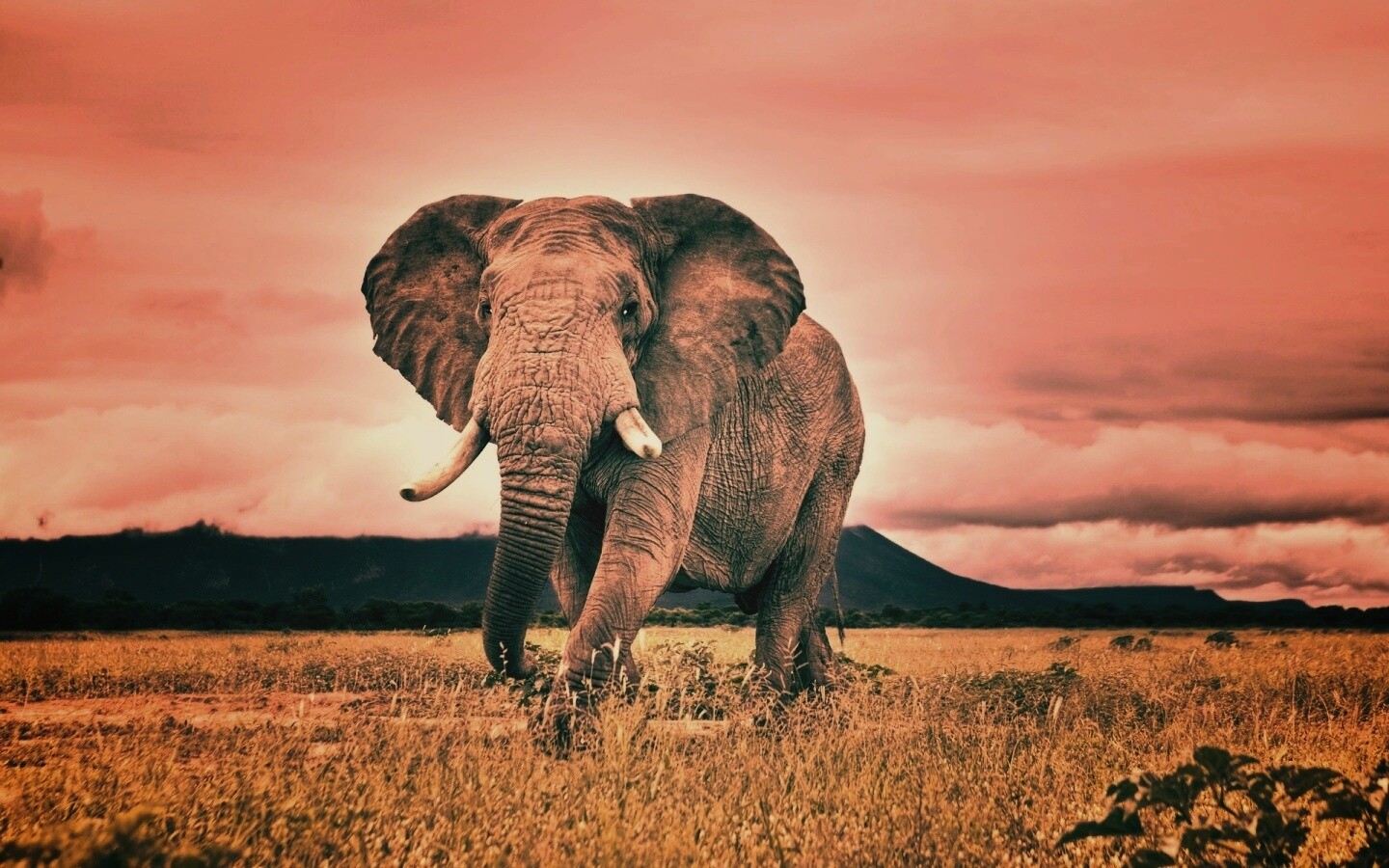 Слон на прогулке обои