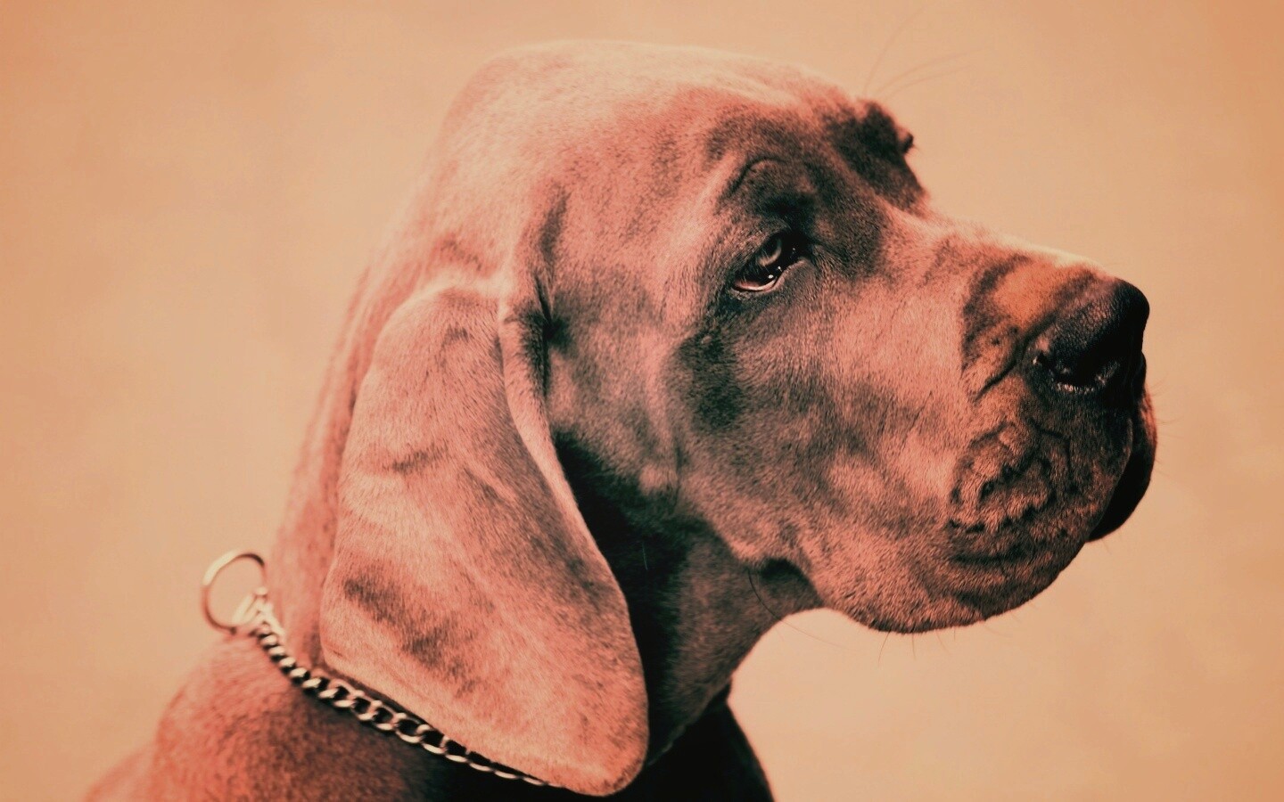 Грустная собака обои