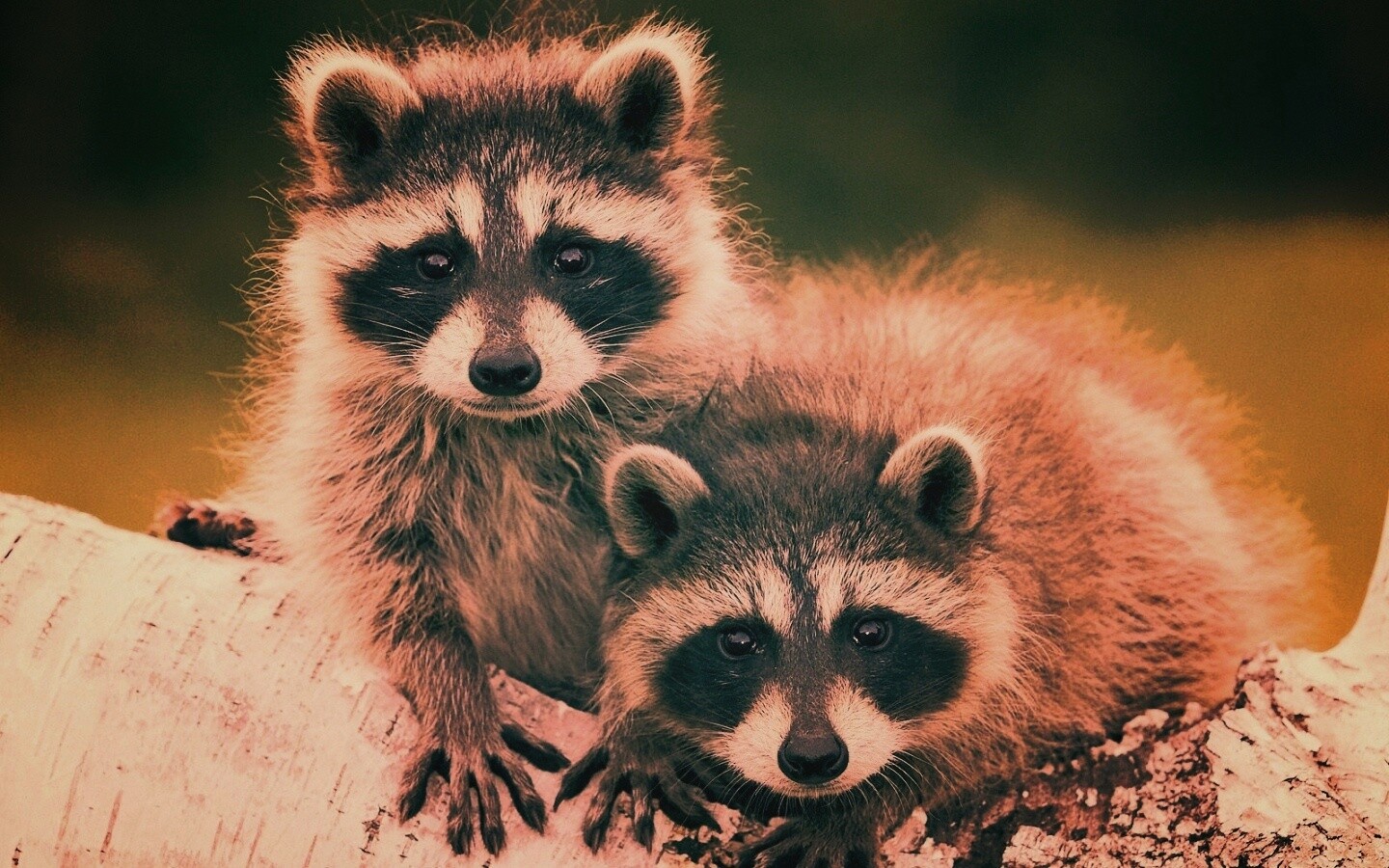 Полосатики обои