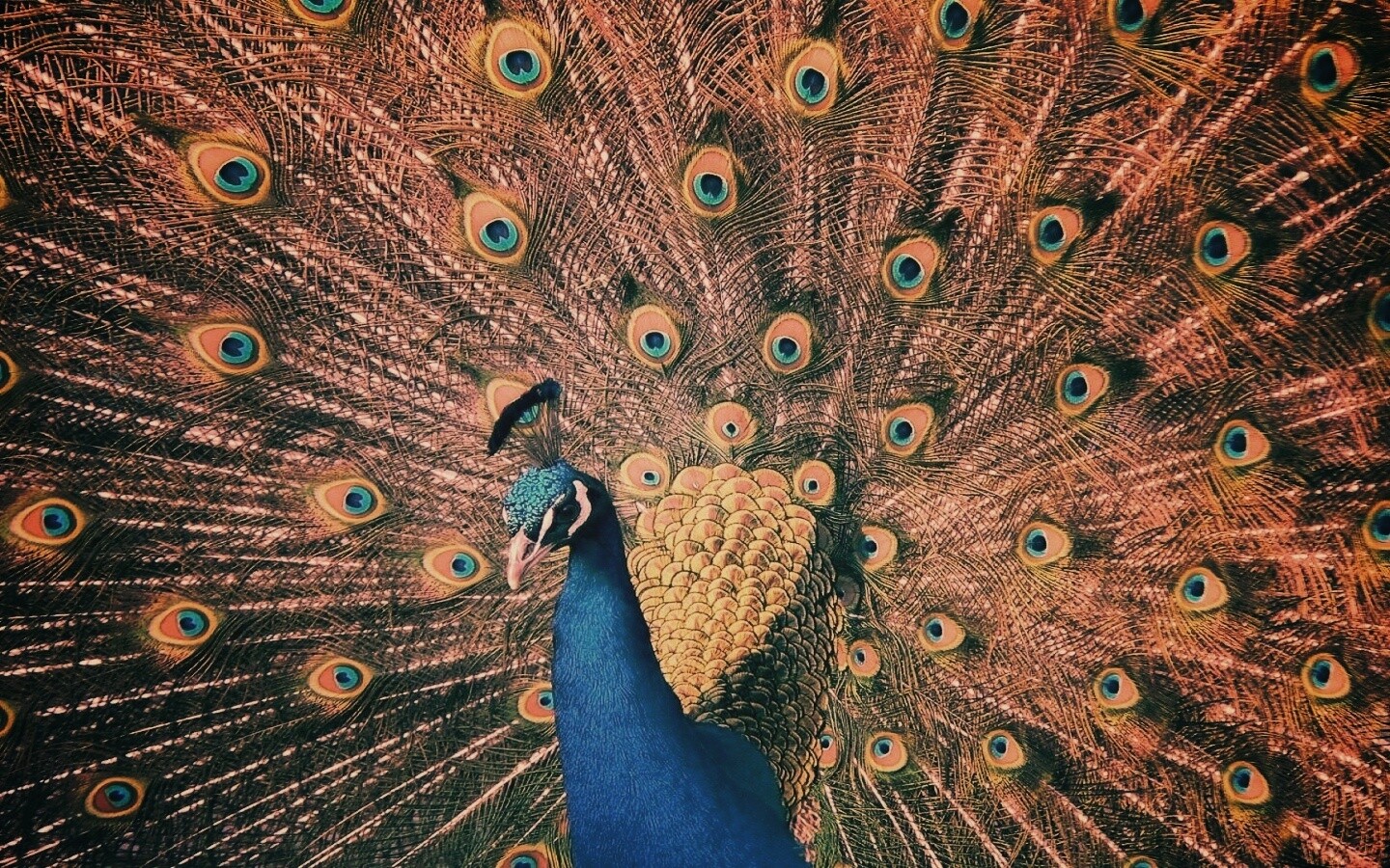 Павлин, говоришь... обои