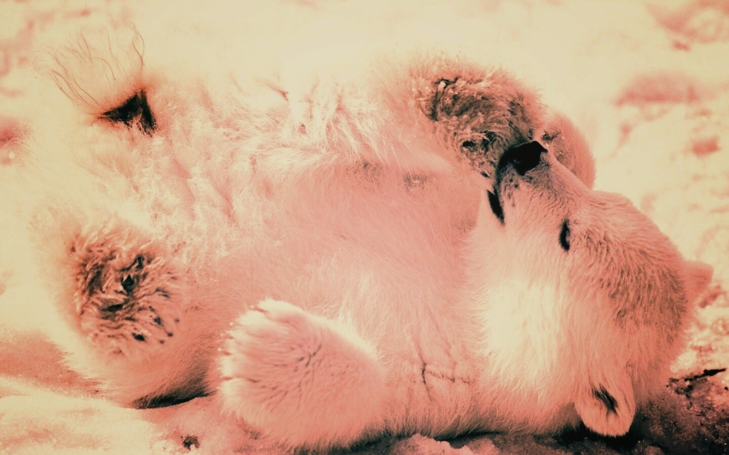 Мишка на севере обои