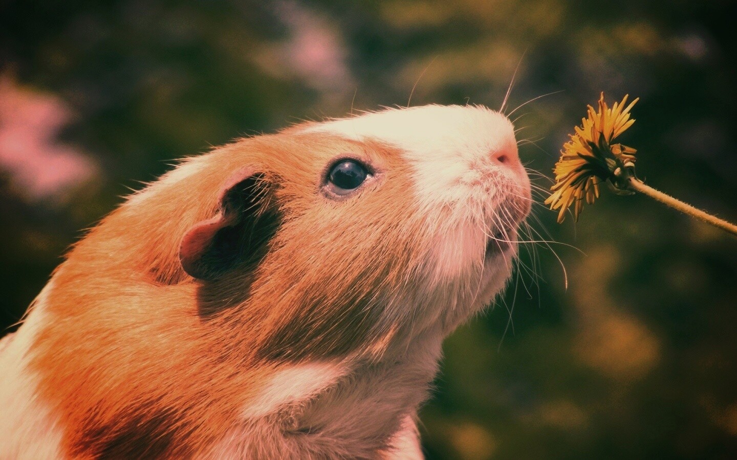 Морская свинка - романтик обои