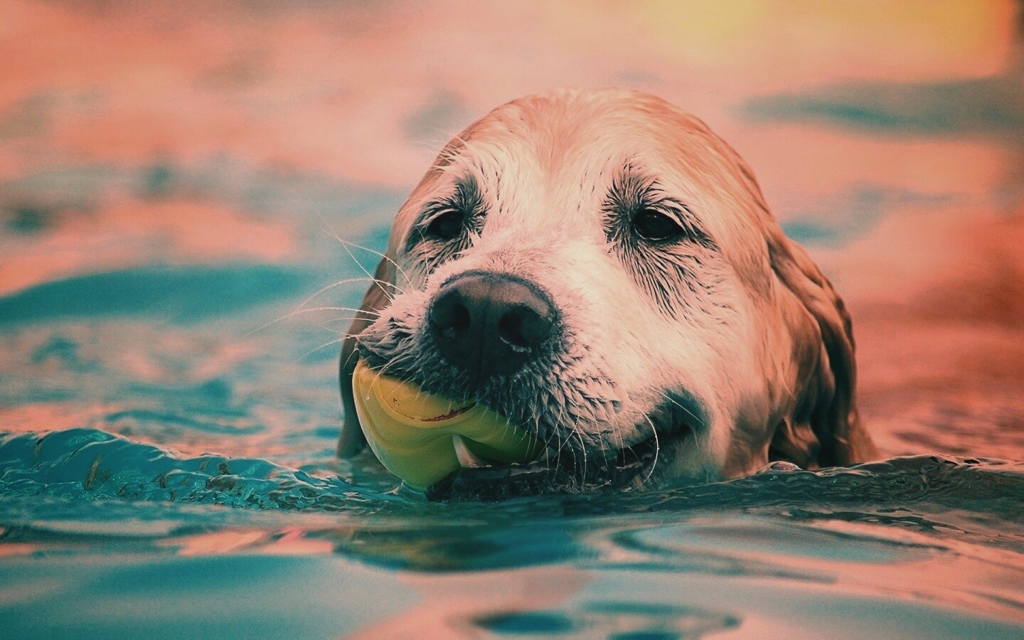 Пёс с игрушкой в зубах обои