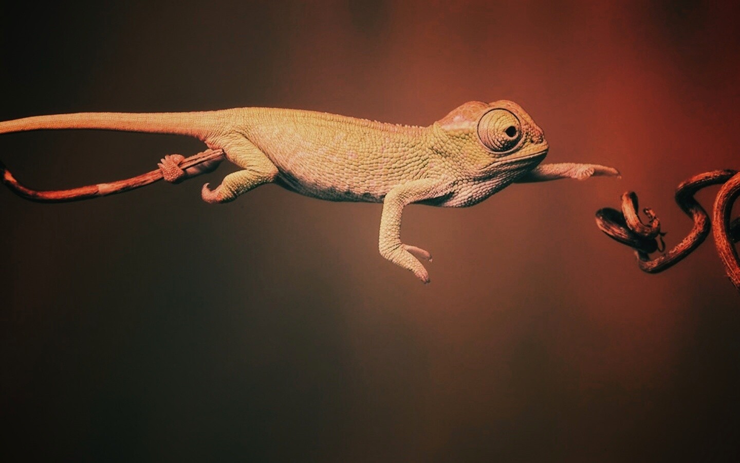 Ящерка тянется к ветке обои