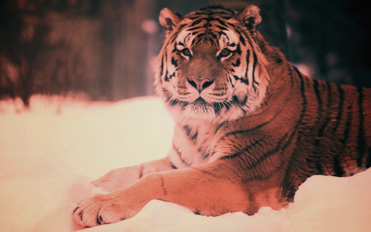 Тигр в снегу обои