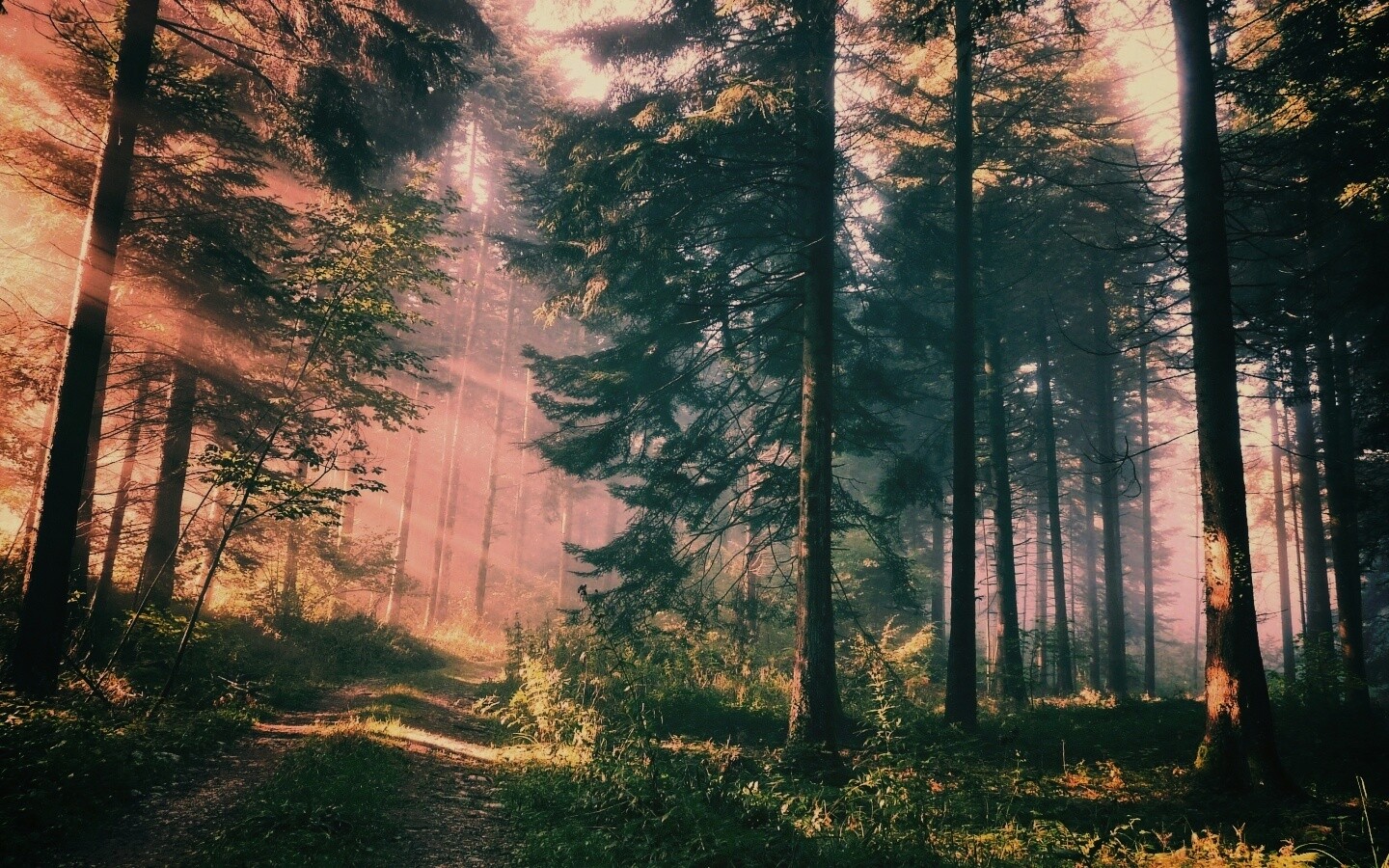 Тропа в лесу обои