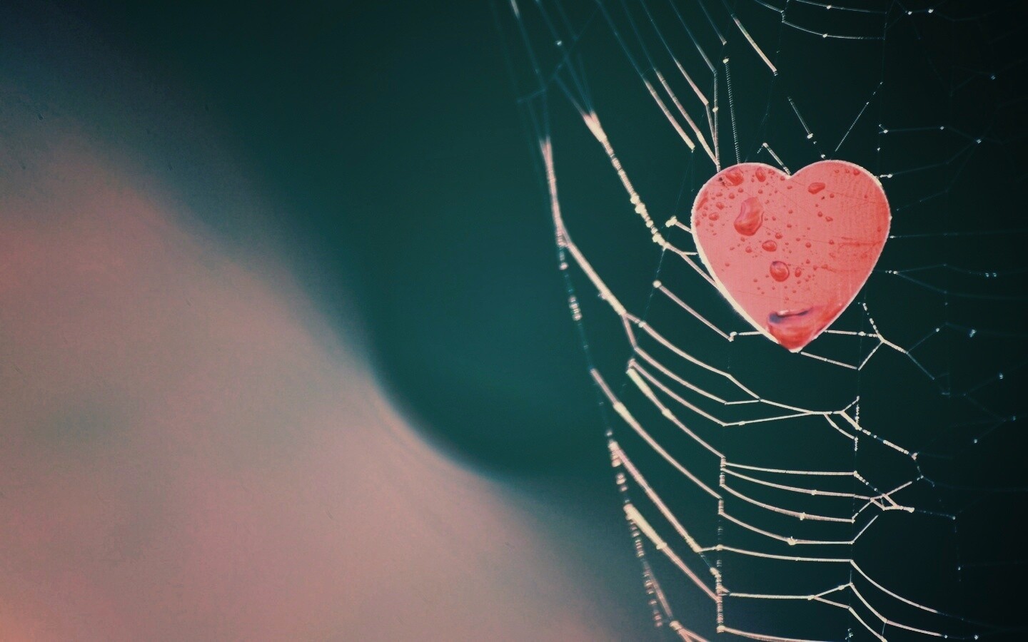 Сердце в паутине обои