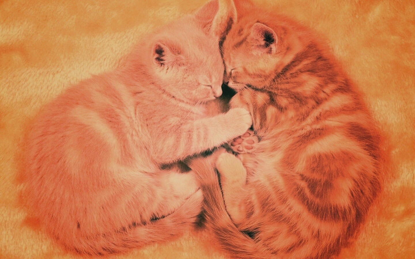 Рыжие котята в обнимку обои