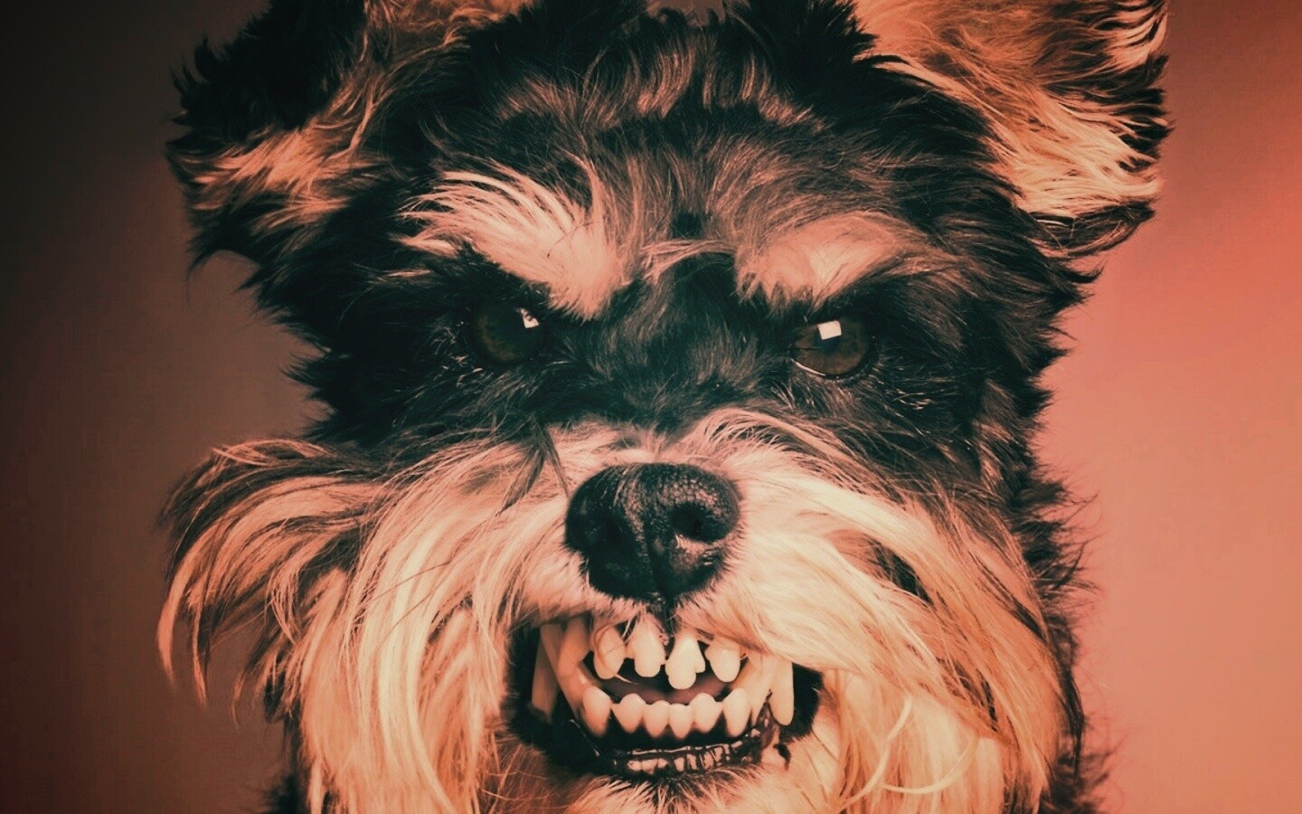 Терьер вне себя обои