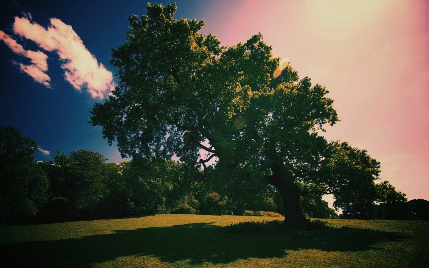 Большое зеленое дерево на лужайке обои