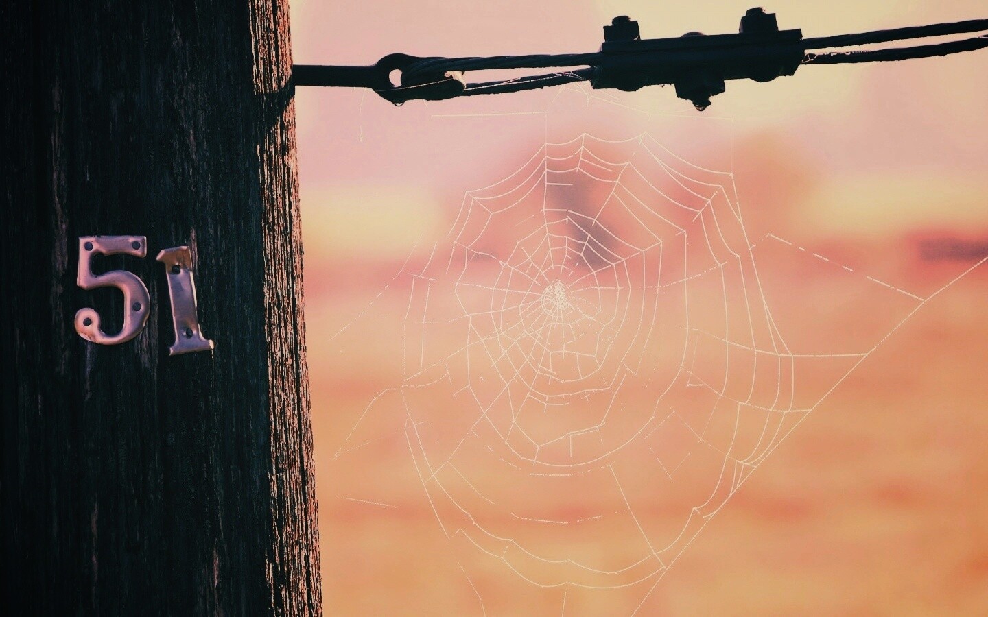 Паутина 51 обои