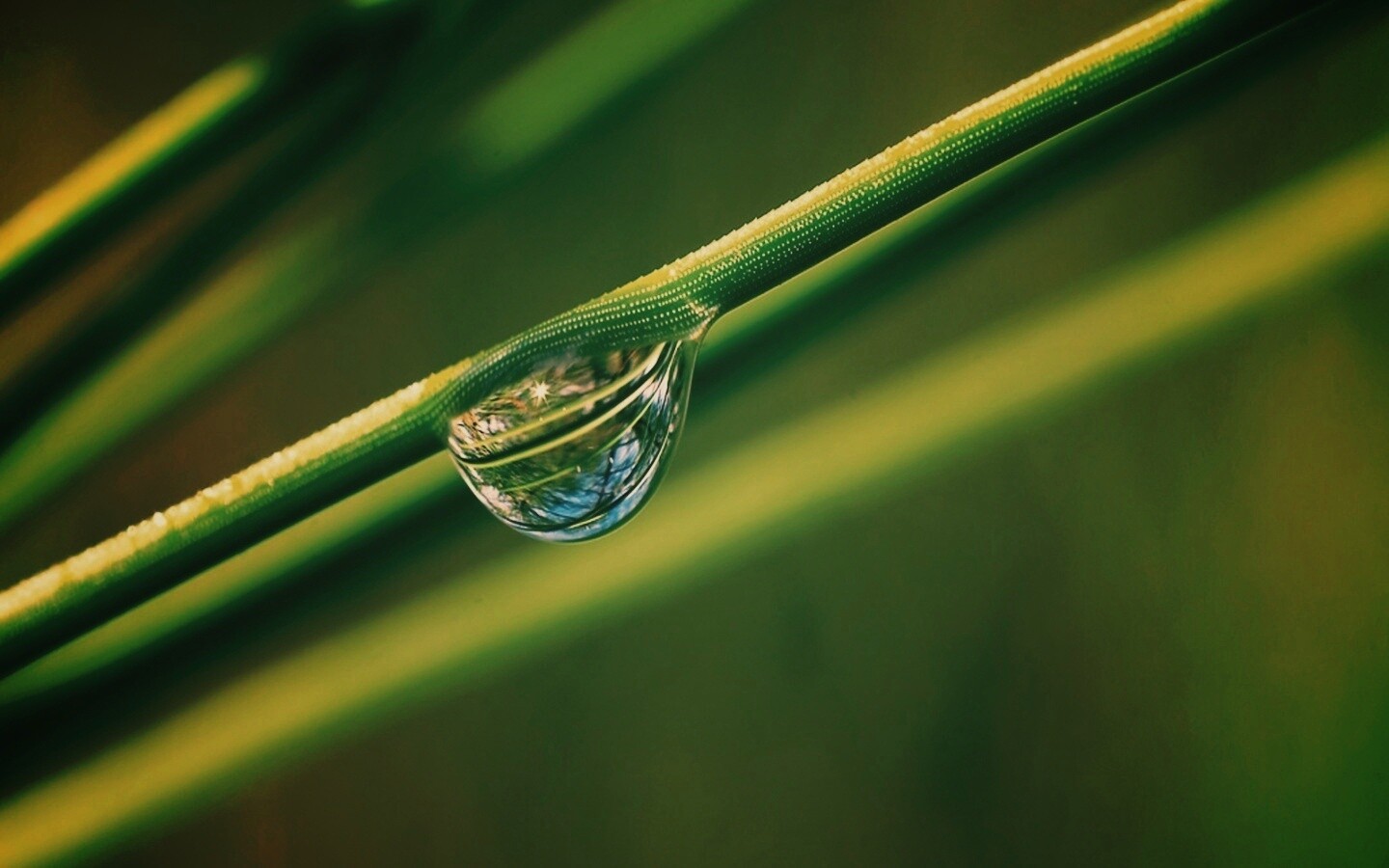 Капелька воды на стебле обои