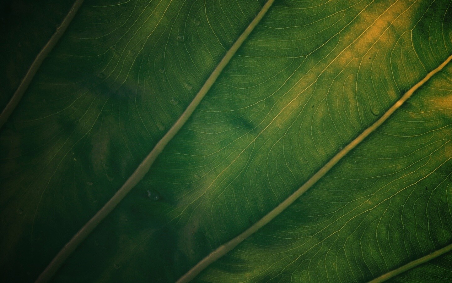 Прожилки на листе обои